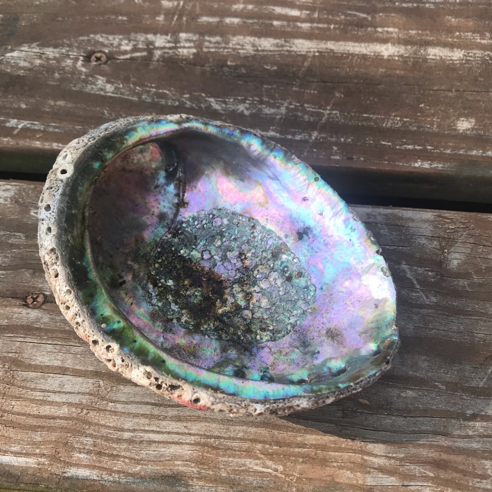 Abalone shell for decor / sage /  new age